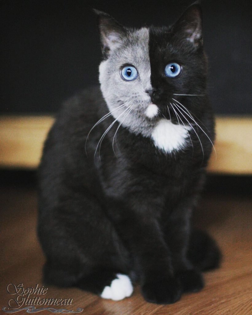 13 Amazing Cats That Will Entrance You With Their Beauty Small Joys