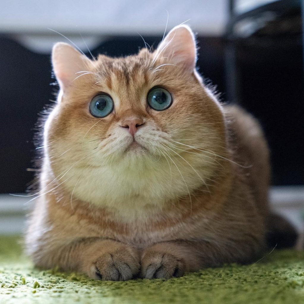 13 Amazing Cats That Will Entrance You With Their Beauty Small Joys