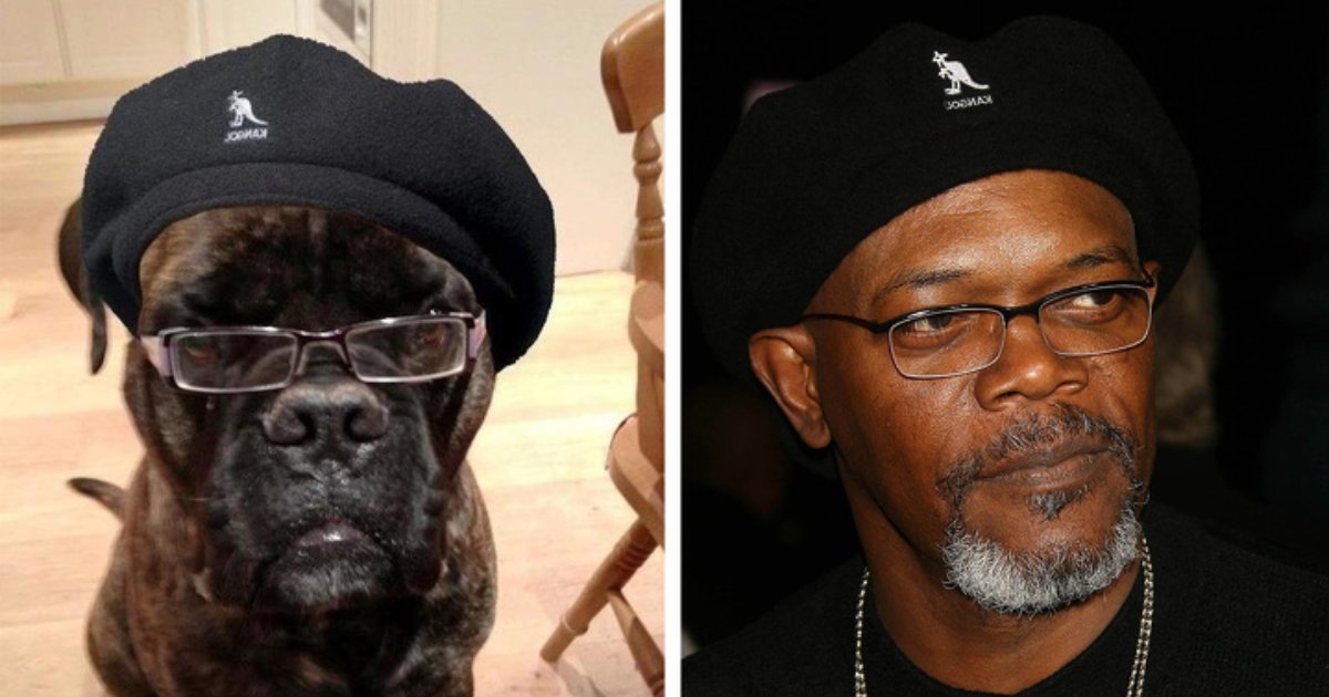 animal dopple.png?resize=412,232 - 13 Animals Who Look Identical To Celebrities