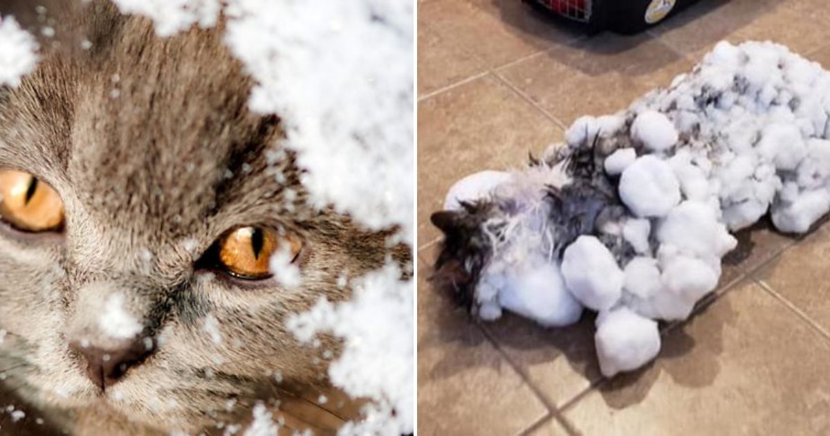 cat.png?resize=412,232 - Ces propriétaires ont été choqués après avoir trouvé leur chat enterré sous la neige et ses poils incrustés de glace