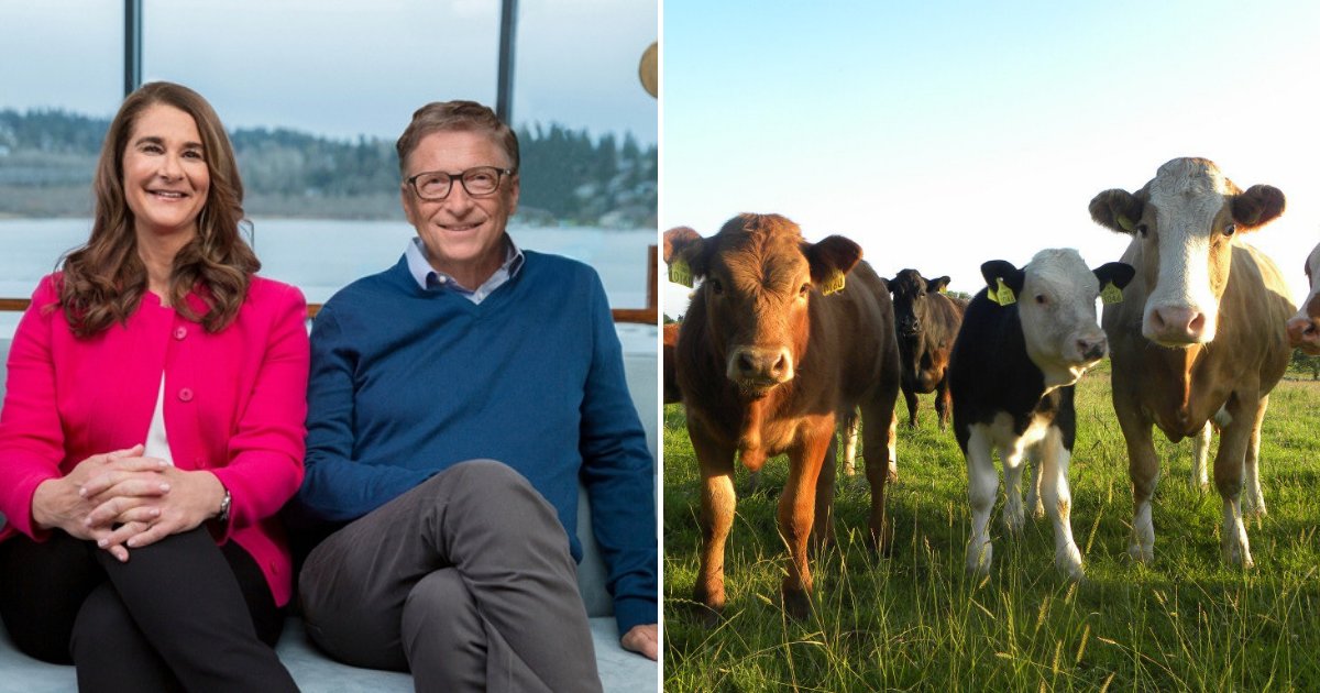 cows2.png?resize=1200,630 - Bill Gates, le fondateur de Microsoft, met le monde en garde contre les dangers des pets de vaches