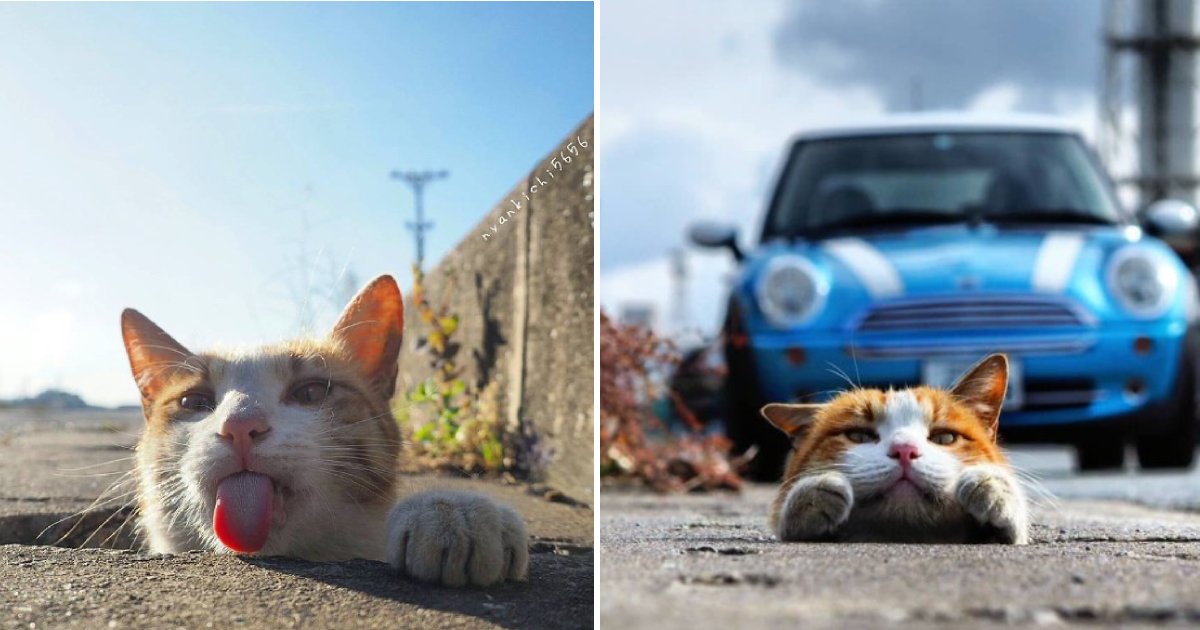 cute stray cats.png?resize=412,275 - Japanese Photographer Captures The Most Adorable Stray Cats Having Fun And They Look Absolutely Satisfied With Life