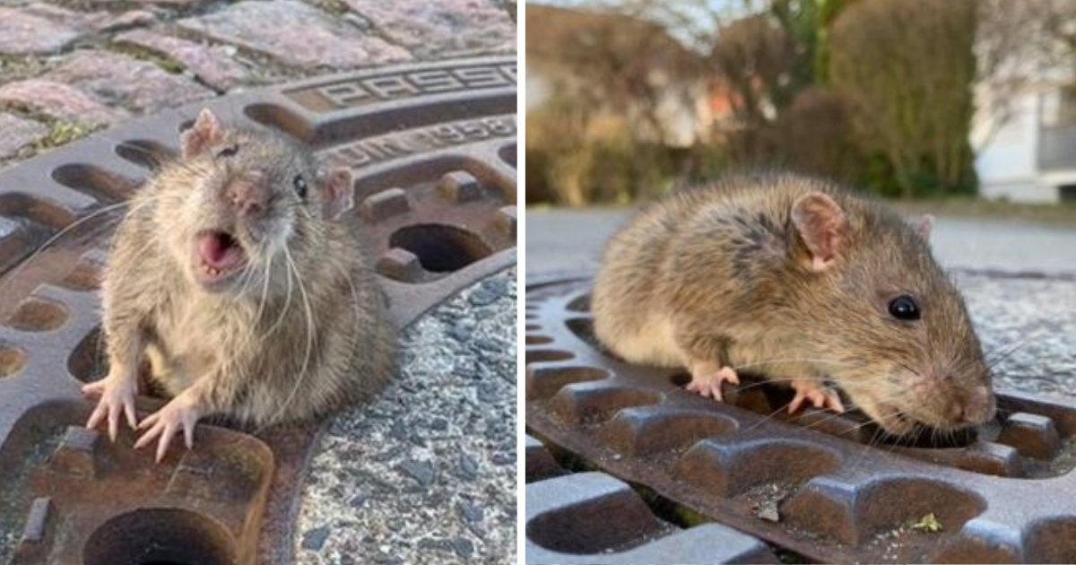 d1 18.png?resize=412,275 - Un rat obèse coincé dans une bouche d’égout doit être secouru par une équipe de pompiers