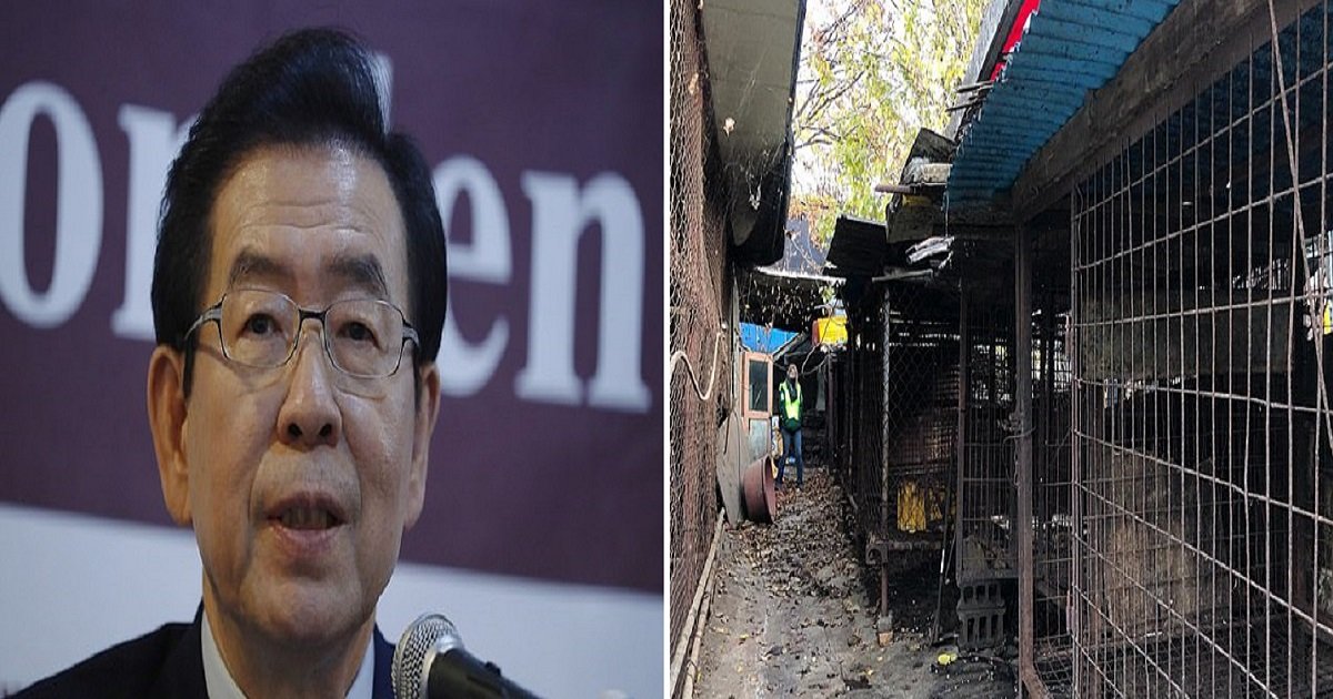 d3 2.jpg?resize=412,232 - Le maire de Séoul promet de fermer tous les abattoirs de chiens alors que l'opposition monte contre le commerce de la viande canine