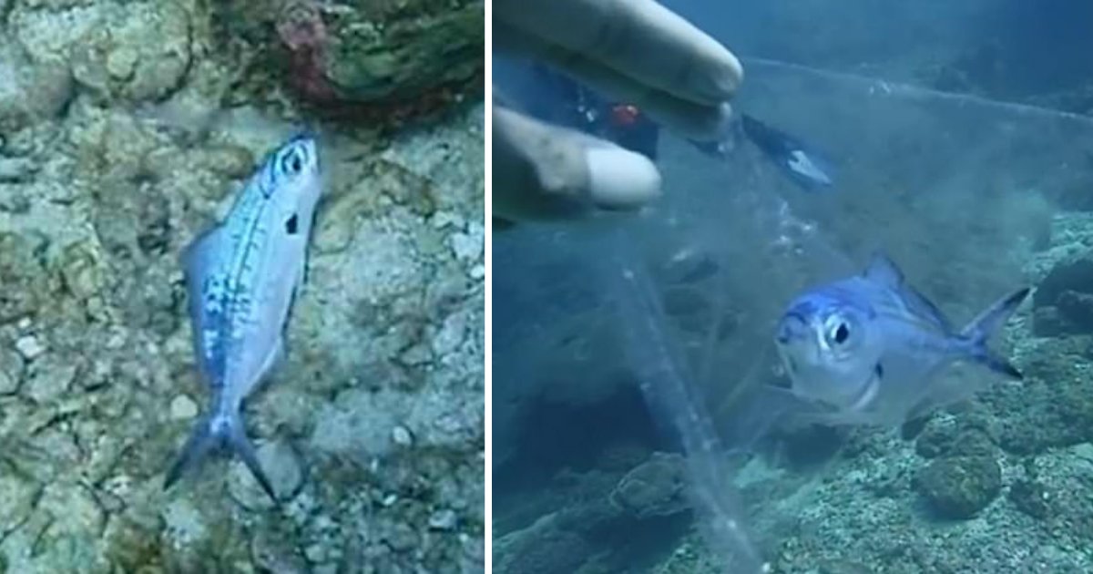 d4 11.png?resize=1200,630 - Un moniteur de plongée sous-marine sauve un petit poisson coincé dans un sac en plastique