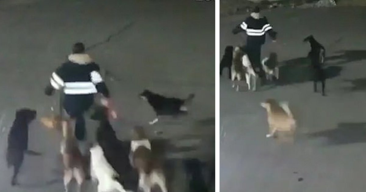 d5 2.png?resize=412,275 - Une vidéo dans laquelle on voit un groupe de 11 chiens sauvages attraper une employée de kiosque et la mutiler à mort a été découverte