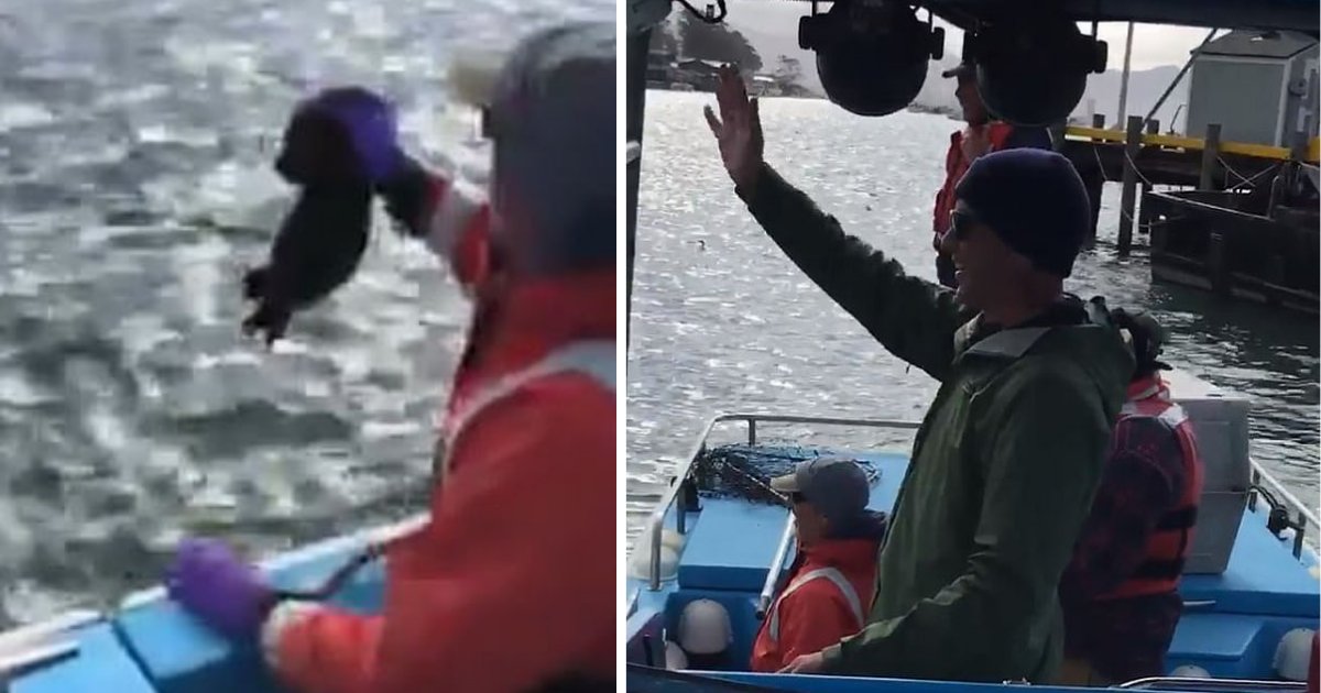 d5 9.png?resize=1200,630 - Un pêcheur a joué l'enregistrement des cris d'une loutre de mer pour retrouver sa mère