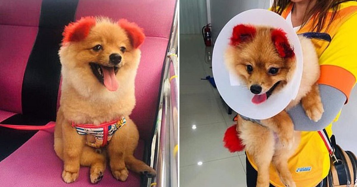 diffy6.png?resize=412,275 - La propriétaire d'un chien est critiquée après que son animal ait perdu une oreille parce qu'elle les a teints en rouge