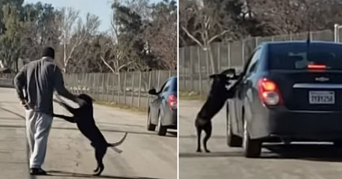 dog abandoned by owner.jpg?resize=1200,630 - Un chien poursuit la voiture de son propriétaire après avoir été abandonné