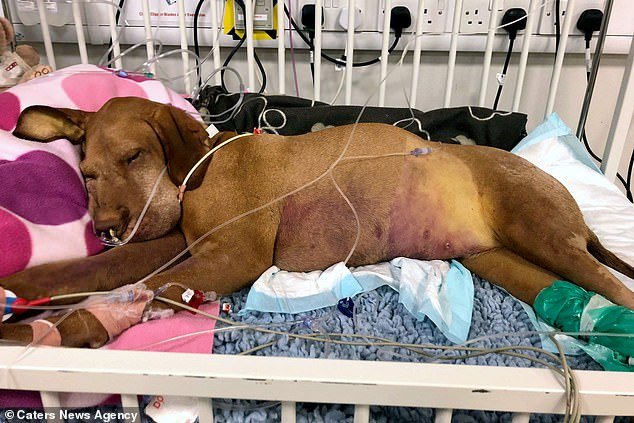 Ruby the Hungarian Vizsla stole two brownies her owner Kate Chacksfield made with a natural sweetener called Xylitol. Three days later she fell ill and was rushed to the vets where she was put on life support (pictured). She died five days laterÂ 