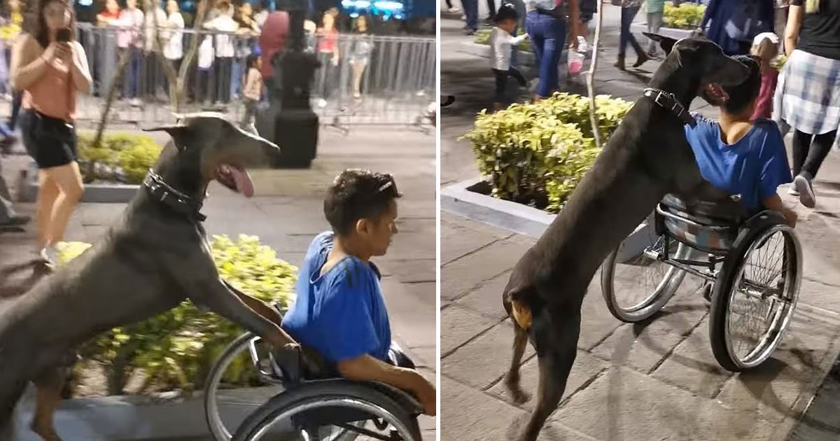 dog pushing wheelchair.jpg?resize=1200,630 - Au Mexique, un chien pousse le fauteuil roulant de son propriétaire à travers la foule