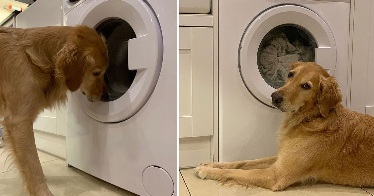 dog rescue toy.jpg?resize=412,232 - Cette adorable vidéo montre un chien qui tente de sauver son lapin préféré de la machine à laver