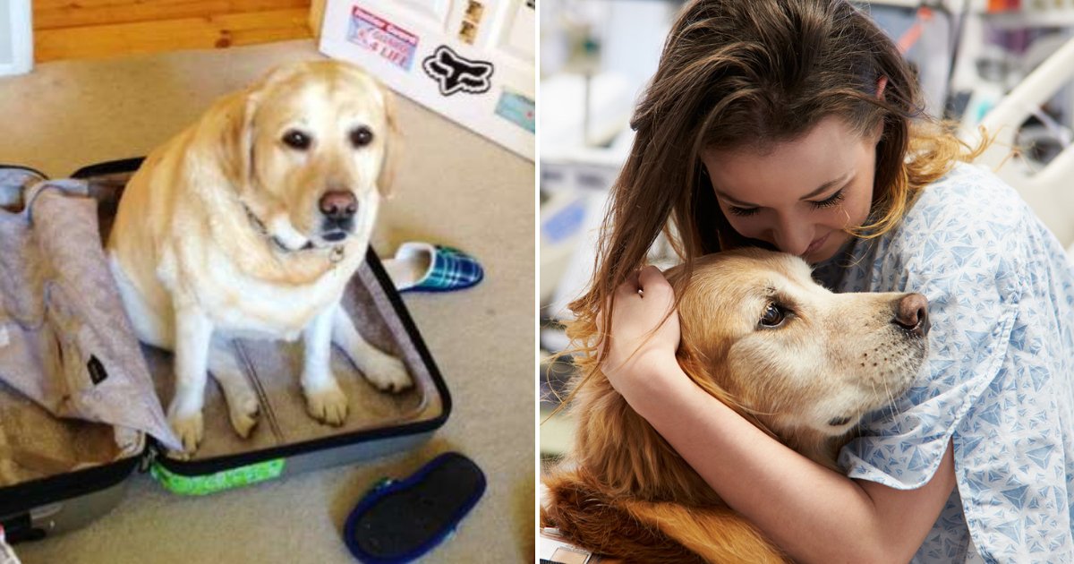 dogo.png?resize=1200,630 - Husband Revealed How He Snuck Family Dog Into Hospital So She Could Say Goodbye To Wife