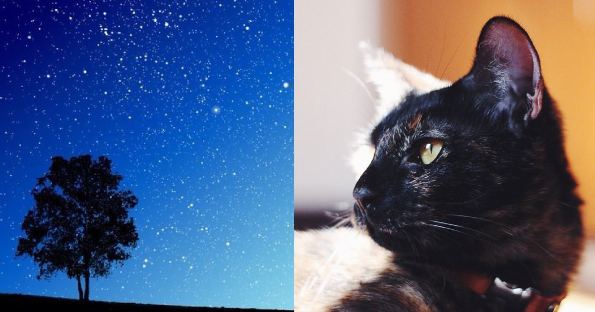 e696b0e5bbbae9a1b9e79bae 11 1.png?resize=412,275 - 飼い主、愛猫が作ってくれた星空がまるで「プラネタリウムみたい」!!