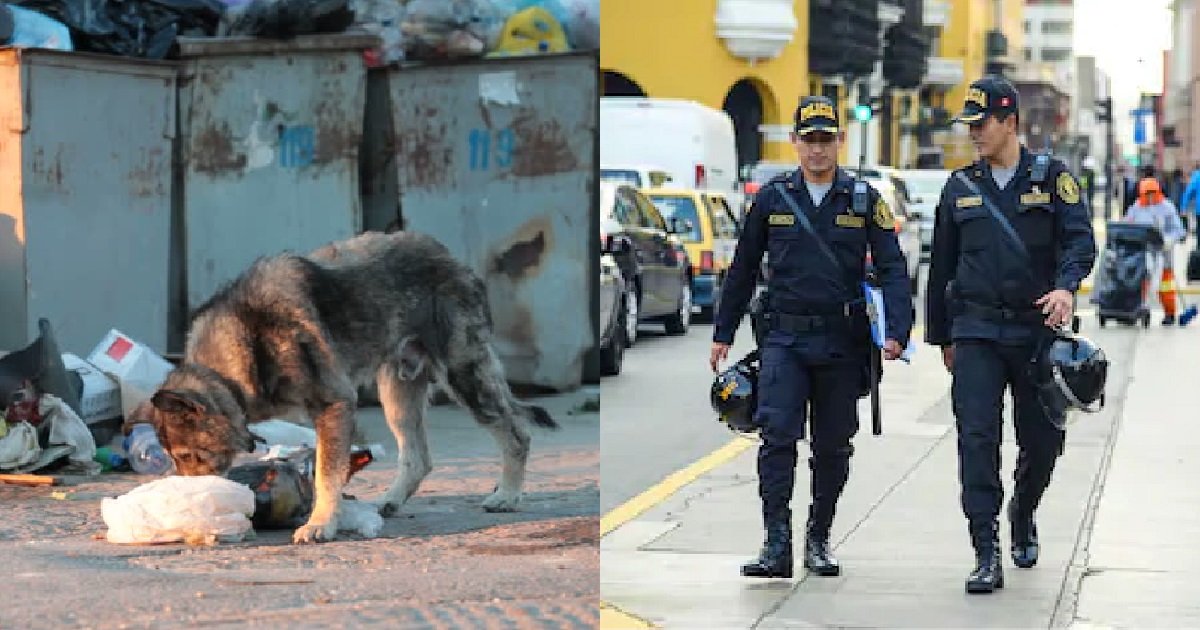 ec8db8eb84a4ec9dbc1.jpg?resize=412,275 - 페루 경찰서가 떠돌이 동물들을 위해 마련한 '기발한' 사료통 (영상)