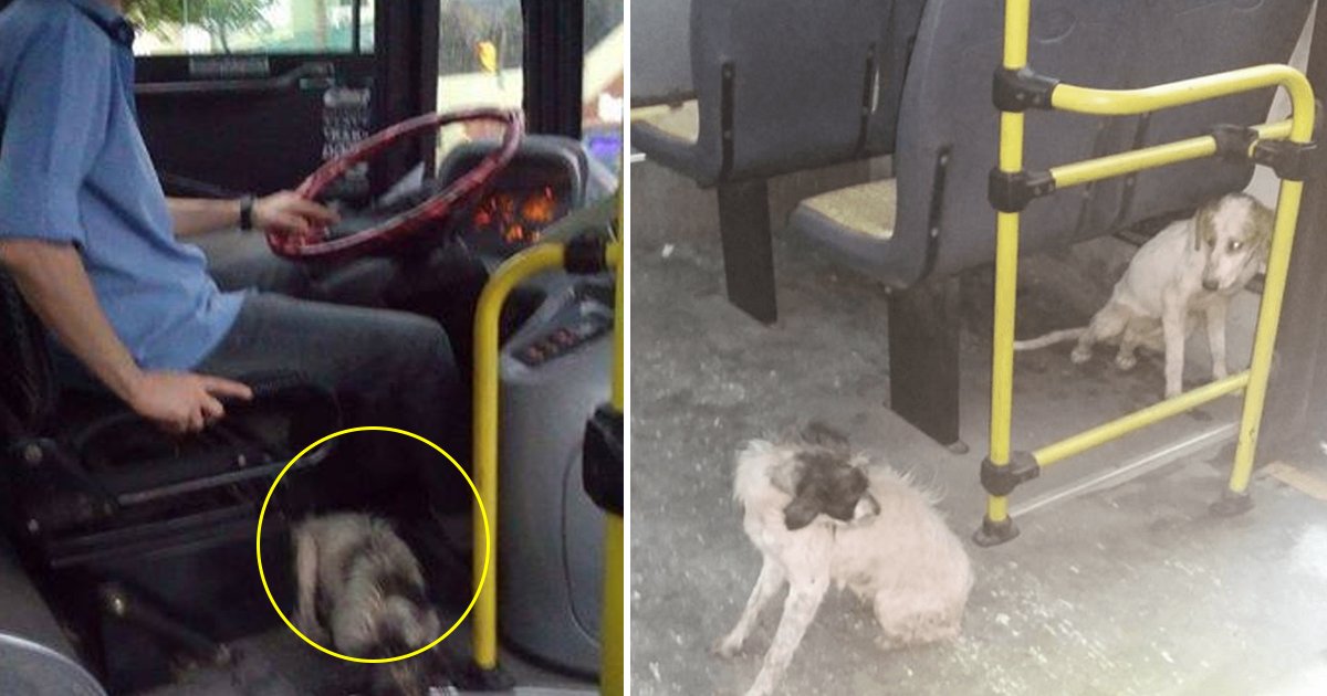 gaasdag.jpg?resize=1200,630 - Bus Driver Broke 'No Animals' Rule And Brought Stray Dogs On The Bus During Thunderstorm