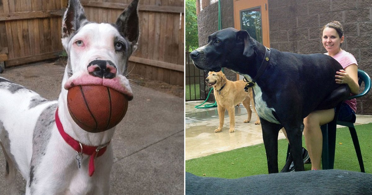 great danes.png?resize=1200,630 - Hilarious Photos Of Great Danes And It's Amazing How Massive They Are