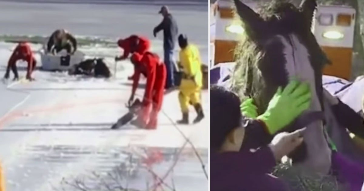 horse rescued frozen lake.jpg?resize=1200,630 - Ces sauveteurs sauvent ces deux chevaux pris au piège dans un lac gelé