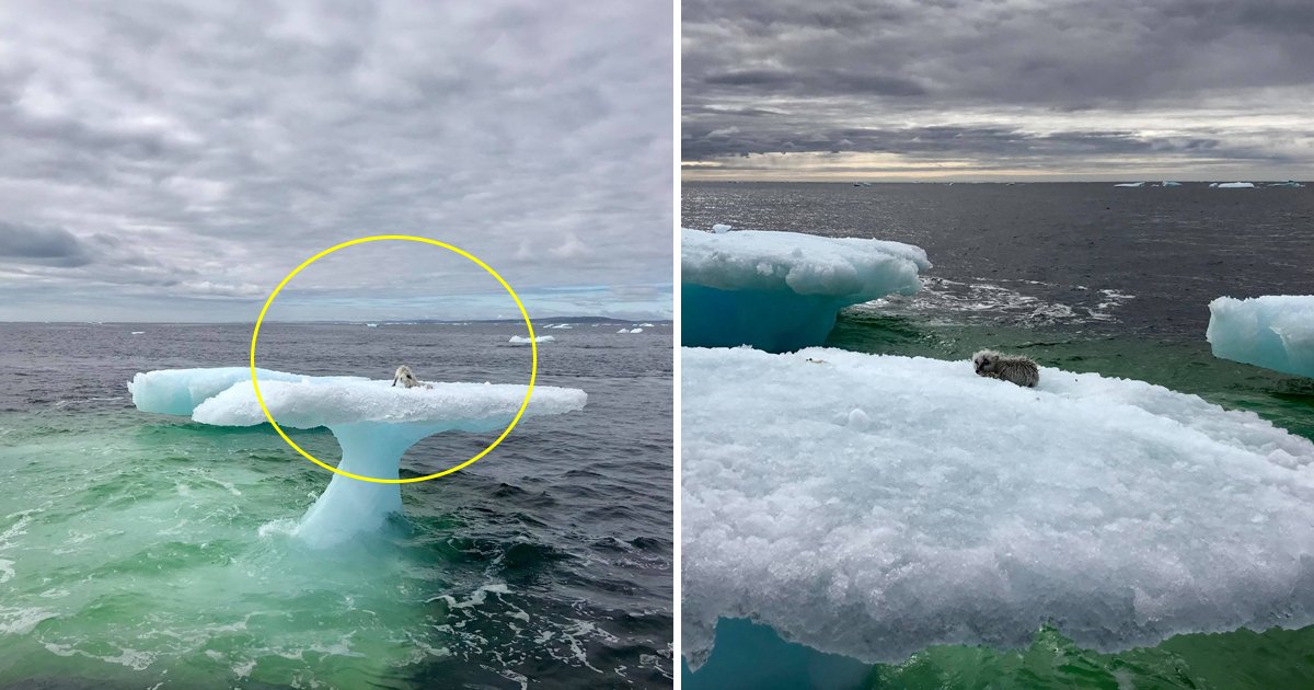 llklkl.jpg?resize=412,232 - Des pêcheurs ont trouvé quelque chose d'étrange sur un iceberg flottant - quand ils se sont approchés de plus près, ils ne pouvaient pas croire ce qu'ils avaient vu