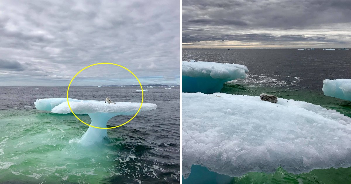 llklkl.jpg?resize=412,275 - Fishermen Found Something Strange On A Floating Iceberg – When The Approached Closer, They Couldn’t Believe What They Saw