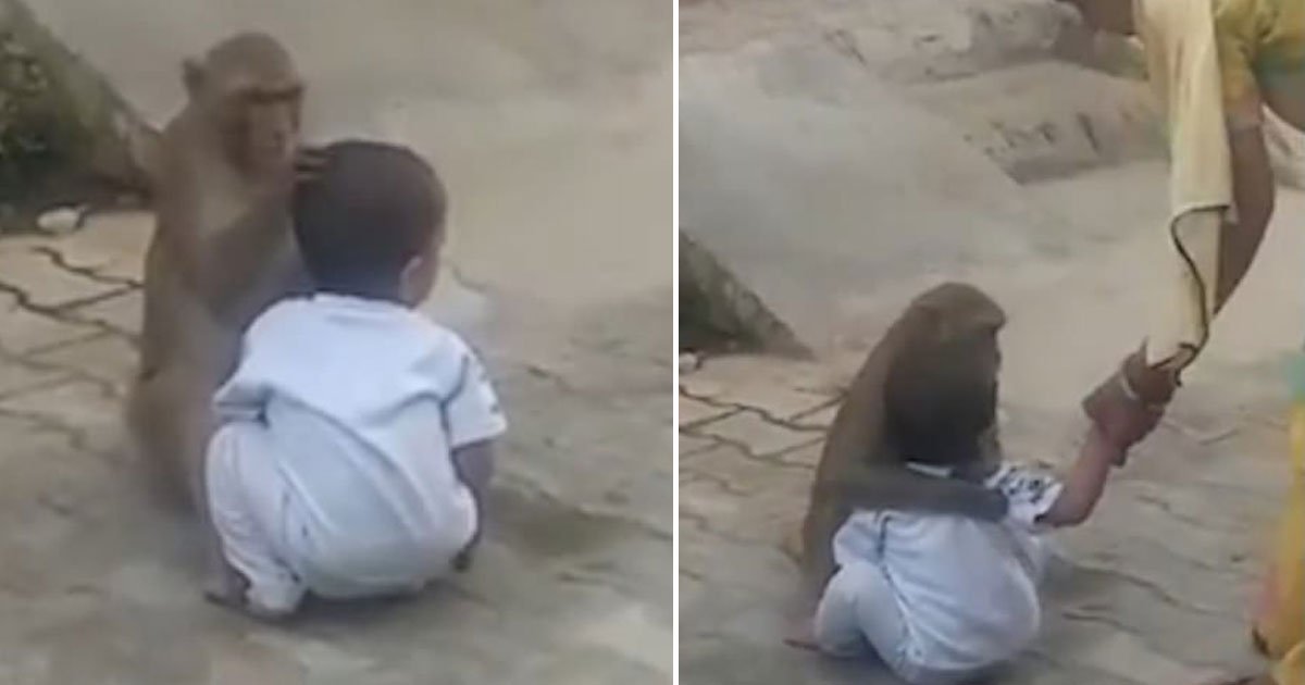 monkey kidnapped toddler.jpg?resize=1200,630 - Un singe kidnappe un bambin et refuse de le rendre, car il n'a personne avec qui jouer