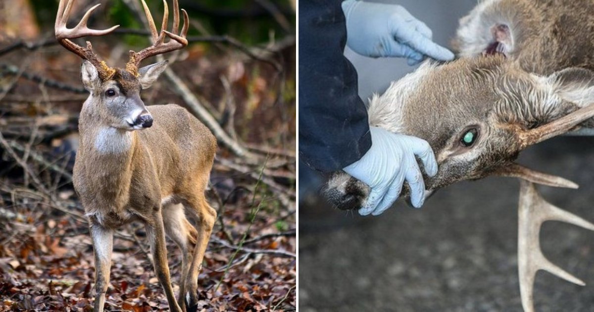 nest.png?resize=412,275 - Les experts préviennent qu'un virus mortel touchant les cerfs pourrait bientôt affecter les humains