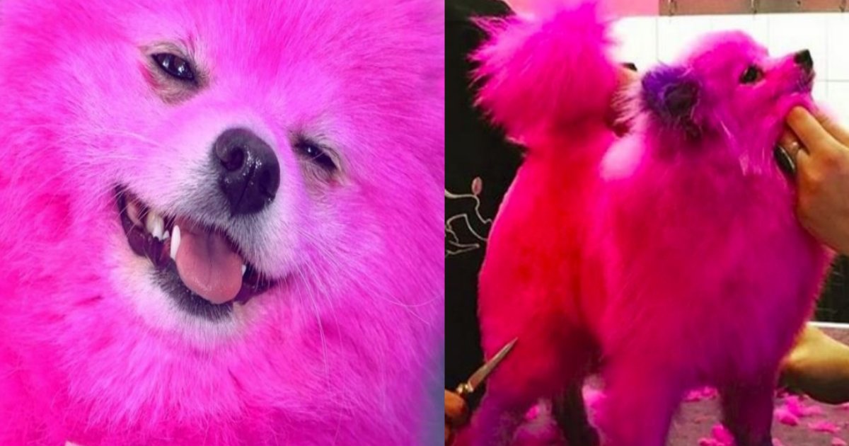 pink.png?resize=412,232 - 愛犬の毛をピンクに染めたモデルが大炎上！「2ヶ月に1回は染めてます」