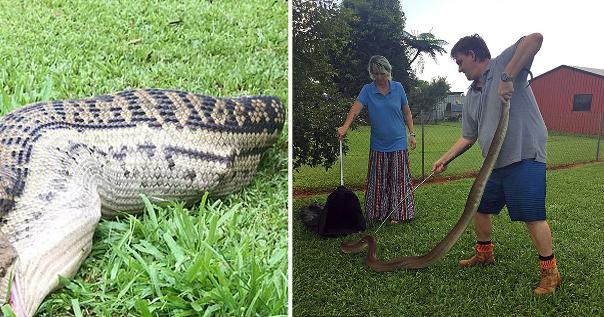 python eats wallaby.jpg?resize=1200,630 - Un homme a trouvé un python de 4 mètres poursuivant son chien après avoir mangé un wallaby dans son jardin