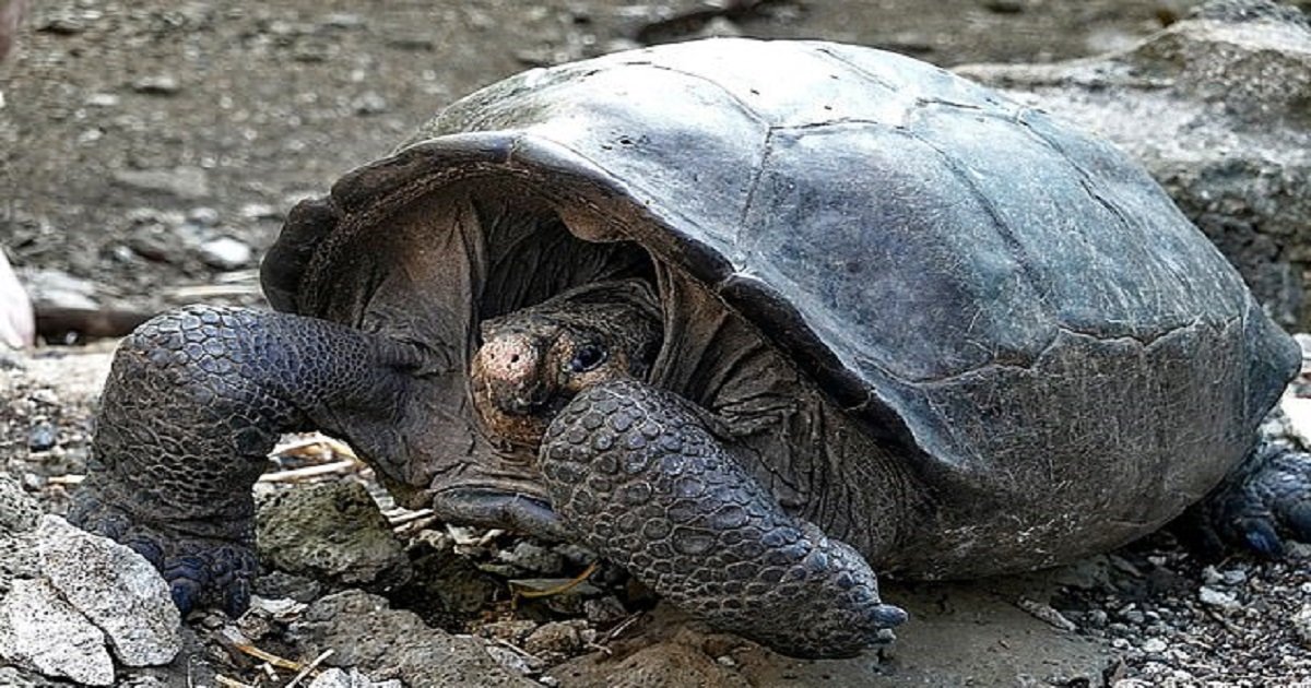 t3 1.jpg?resize=412,275 - Une espèce de tortue géante que l'on croyait disparue il y a 100 ans, retrouvée vivante aux Galapagos