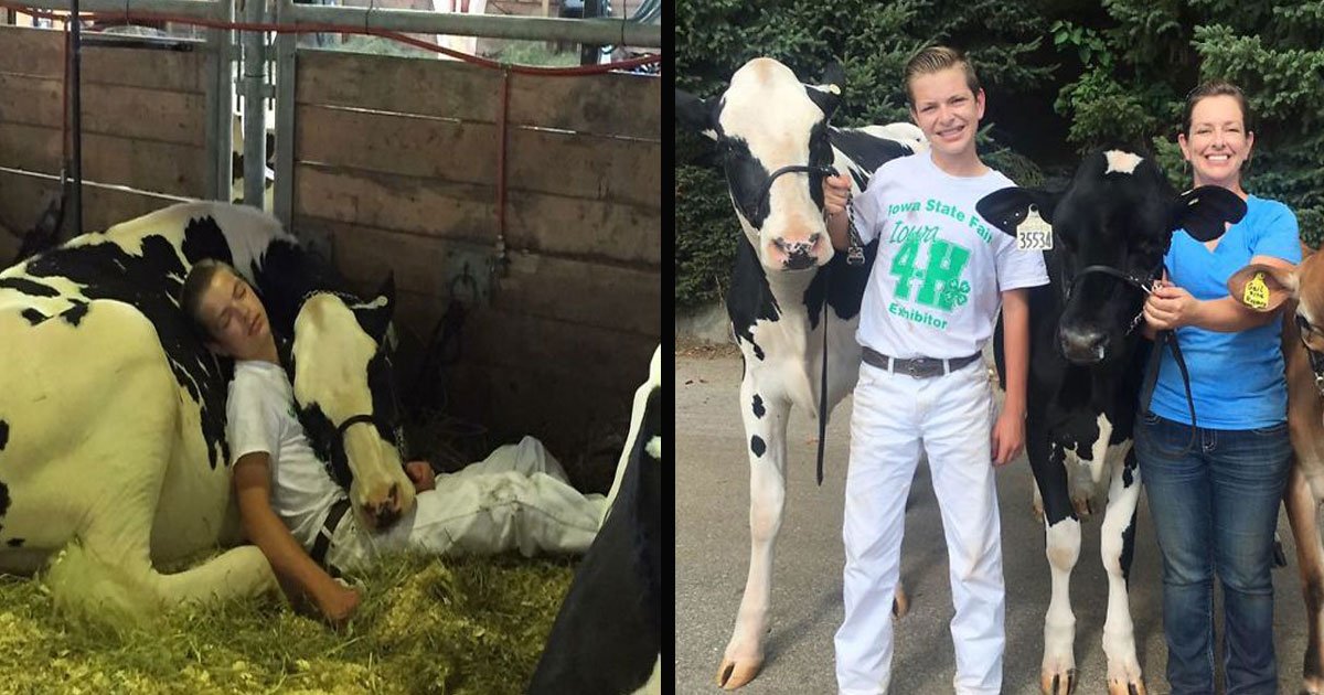 untitled 1 56.jpg?resize=1200,630 - Exhausted Teen And His Cow Lost At The State Fair, Took A Nap Together And Won The Internet