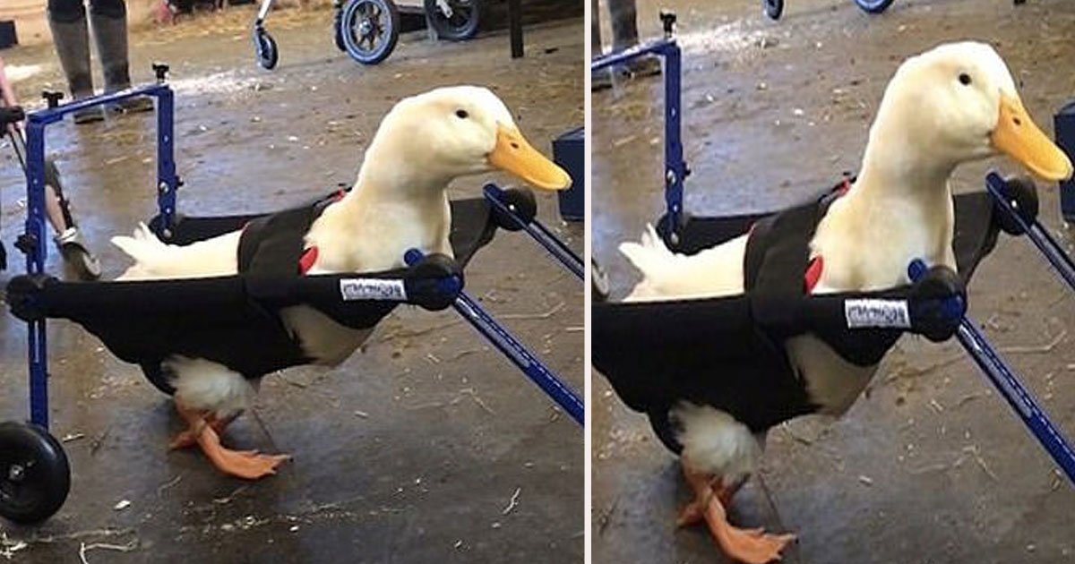 untitled 1 57.jpg?resize=1200,630 - A Duck Born With A Lame Left Leg Is Now Waddling Around With The Help Of A Specially Designed Miniature Wheelchair