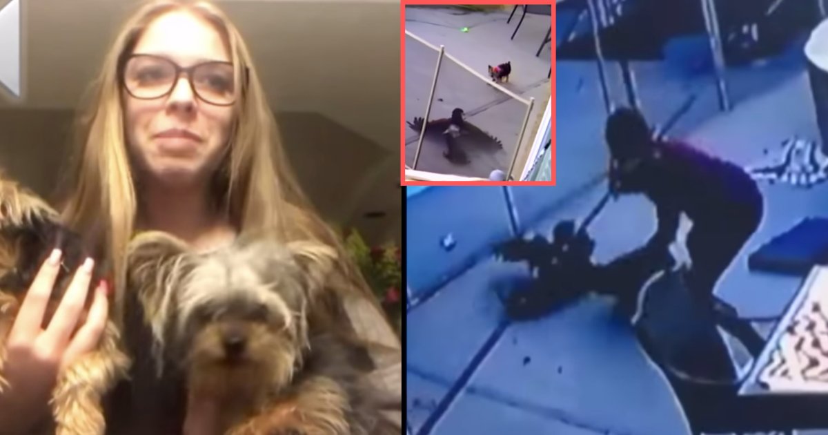 untitled design 1 2.png?resize=412,232 - Une adolescente de 15 ans a sauvé son chien des griffes d'un faucon