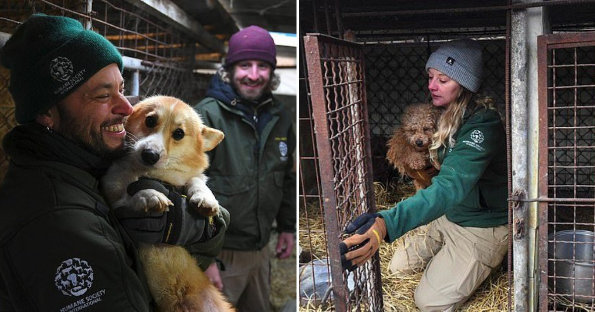 untitled design 19.png?resize=412,232 - Des centaines de chiens sauvés des fermes par des sauveteurs assidus