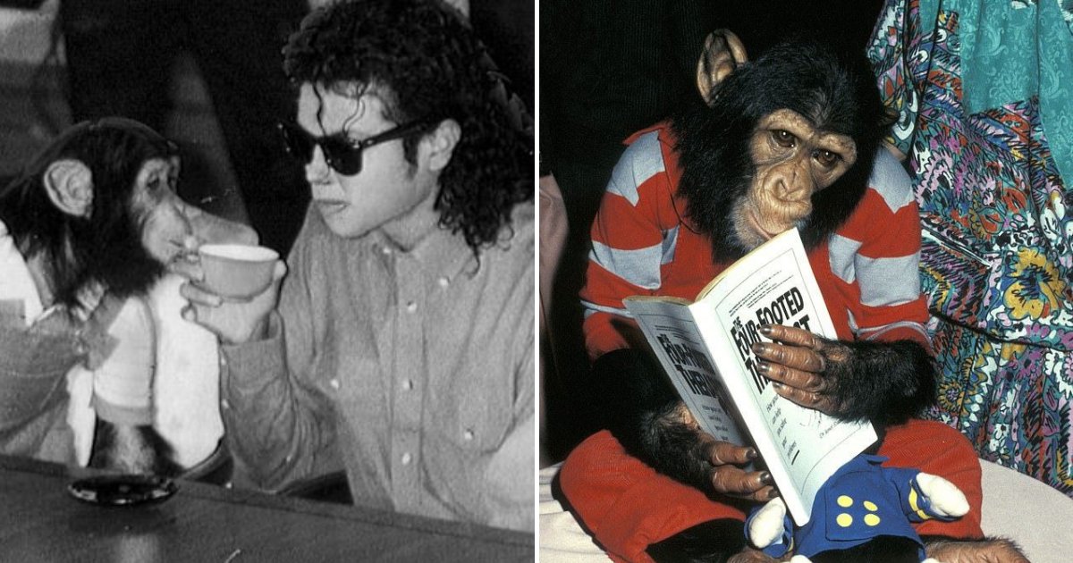 untitled design 27.png?resize=412,275 - Insiders Revealed How Michael Jackson Was Treating His Pet Chimp Bubbles