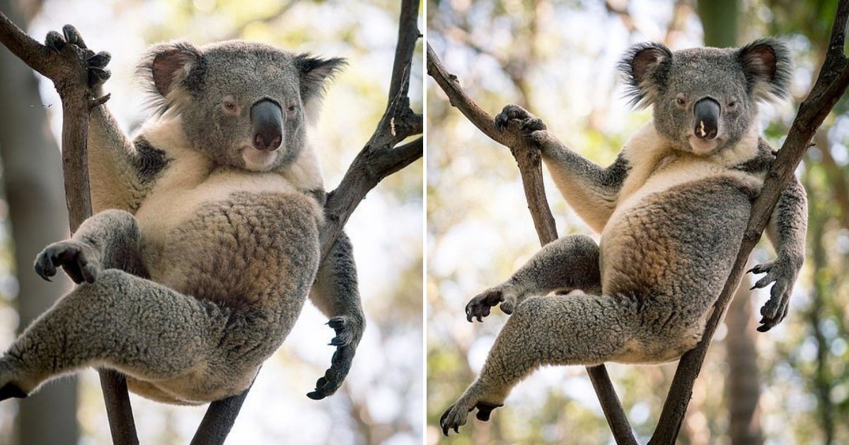 untitled design 63.png?resize=1200,630 - Un Koala fait une pose marrante alors qu'il tente de séduire des femelles