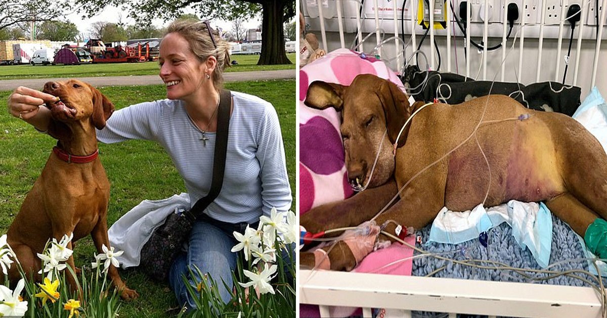 vvvvvv.jpg?resize=412,232 - Woman Warns Others As Her Dog Passed Away Five Days After Eating Chocolate Brownies