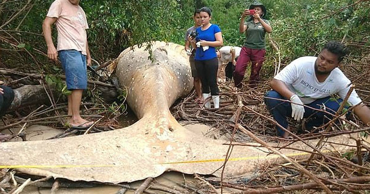 whale found jungle.jpg?resize=1200,630 - Baleine à bosse de 11 mètres retrouvée dans la jungle amazonienne