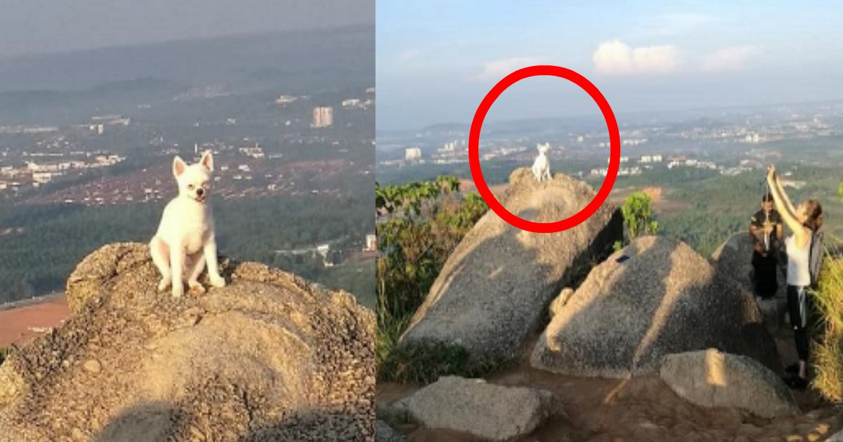 zeppeki.png?resize=412,275 - 記念写真を撮りたいがために震える飼い犬を絶壁の頂上に立たせた飼い主が炎上！