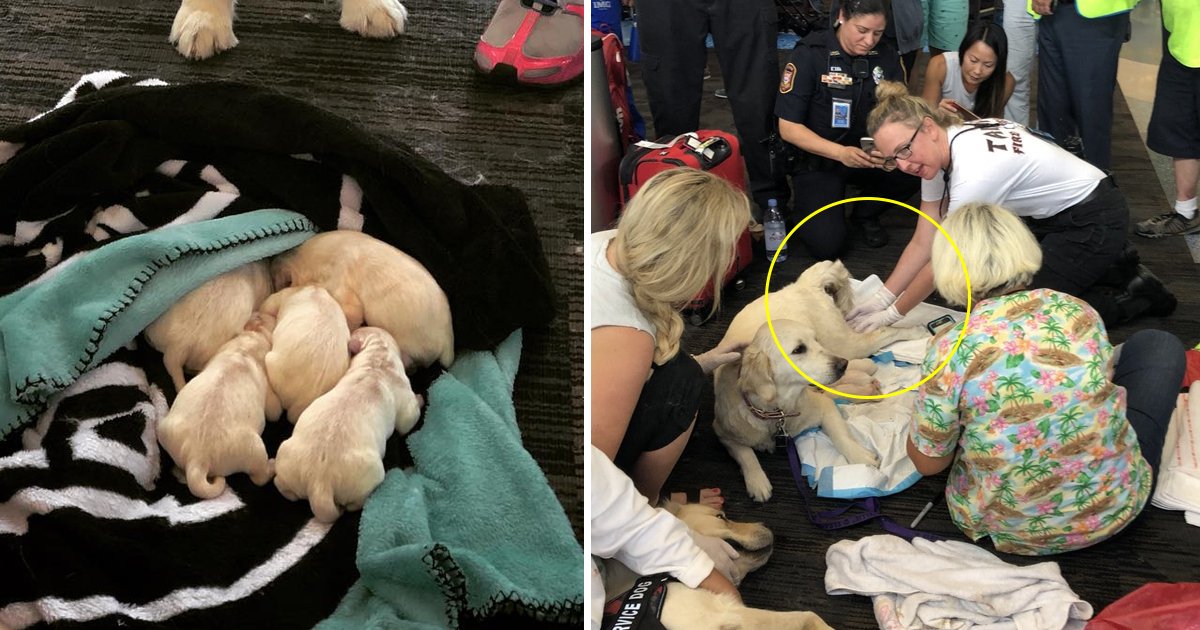 1200x630 recovereddfsfdsfs.jpg?resize=1200,630 - Heart-warming Moment When A Labrador Becomes The Mother Of Eight Little Puppies At Tampa Airport!