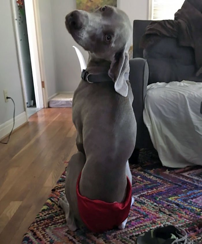 I Asked My Wife To Send Me Some Underwear Pictures, This Is What I Got In Return