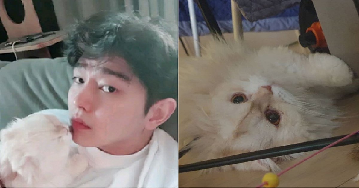 33333.png?resize=412,275 - '고양이 헤어볼' 때문에 무지개 다리 건넌 윤균상 반려묘 솜이