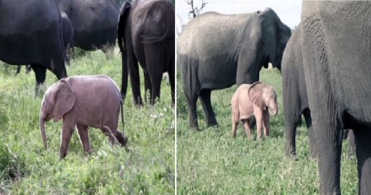 888888 1.png?resize=1200,630 - "디즈니 아냐?" 남아공 초원서 발견된 ‘핑크색 아기 코끼리’