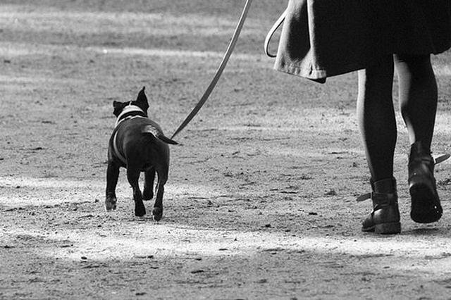 ãå¤éãç¬ããã®ç»åæ¤ç´¢çµæ