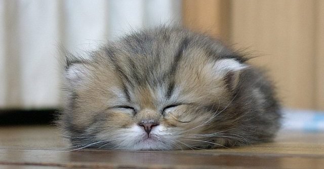ac6ebddc 0f5e 4da6 ad12 609e31159b63 e1552548140534.jpg?resize=1200,630 - These 21 Napping Kittens Are The Moment Of Self Care You Need