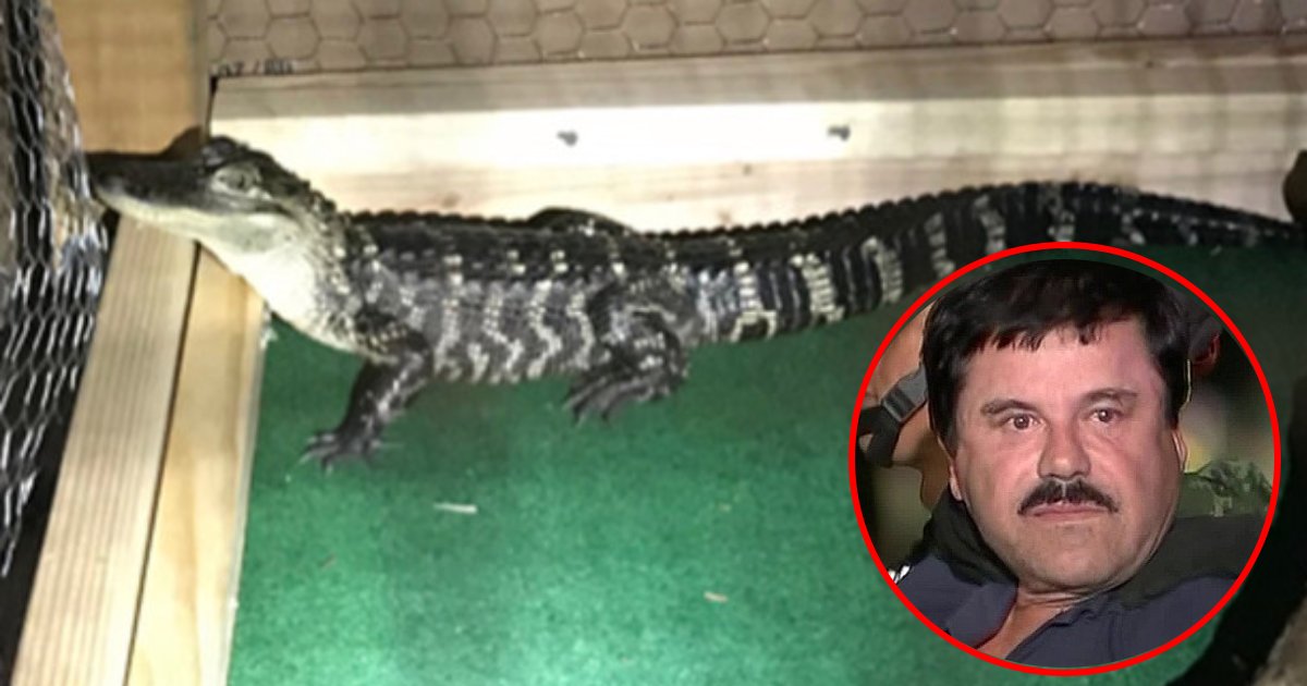 alligator guard.png?resize=1200,630 - Drug Dealers Used El Chompo The Alligator To Guard Their Drugs And Money