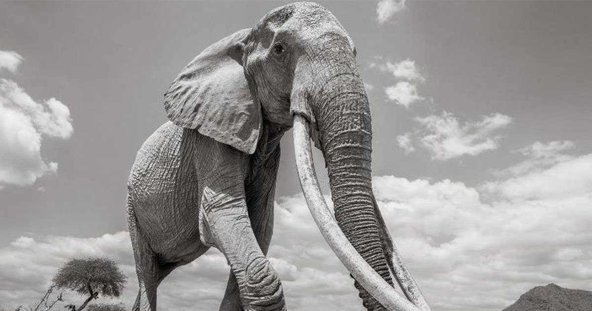 awe inspiring last pictures of kenyas elephant queen who died aged 60.jpg?resize=412,232 - Last Pictures Of Kenya's 'Elephant Queen'