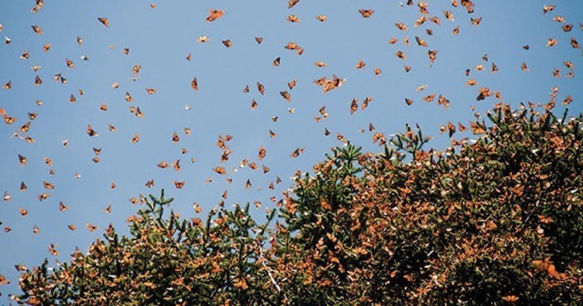 Huge Painted Lady Butterfly Migration Blankets The Skies Of Southern   B3 2 