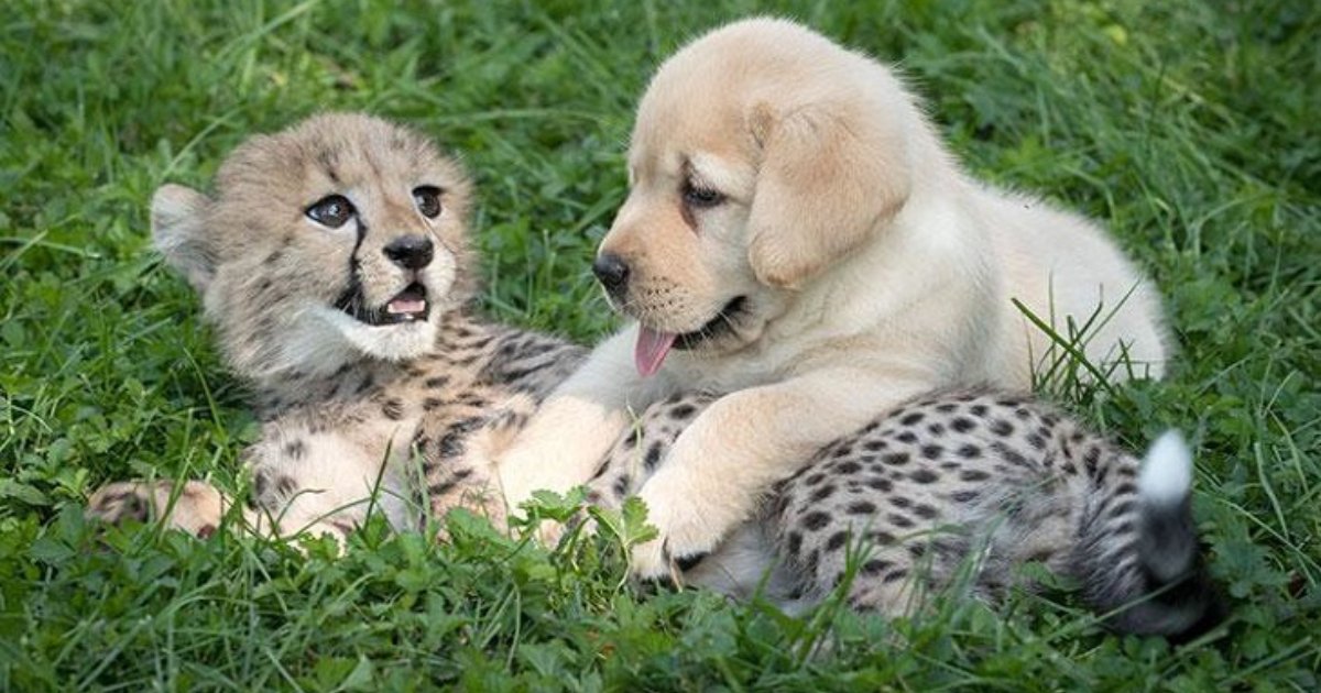 baby animals.png?resize=1200,630 - 12 Lovely Baby Animals That You Will Fall In Love With