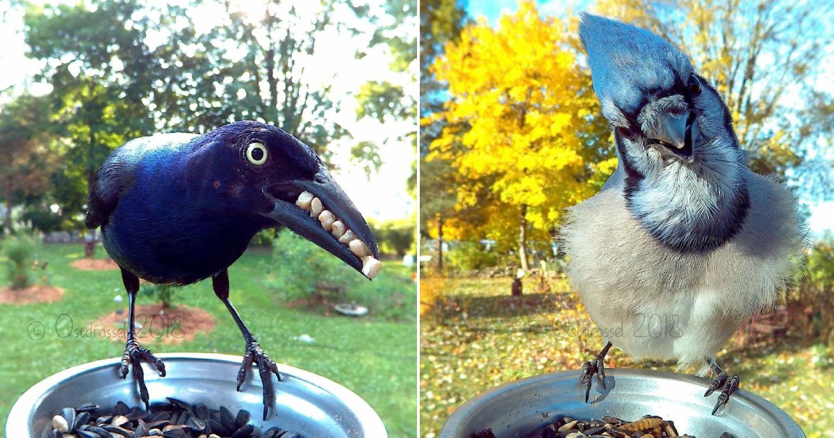 bird booth.png?resize=412,275 - A Woman Set Up A Photo Booth For Birds In Her Yard And Got The Most Beautiful Shots