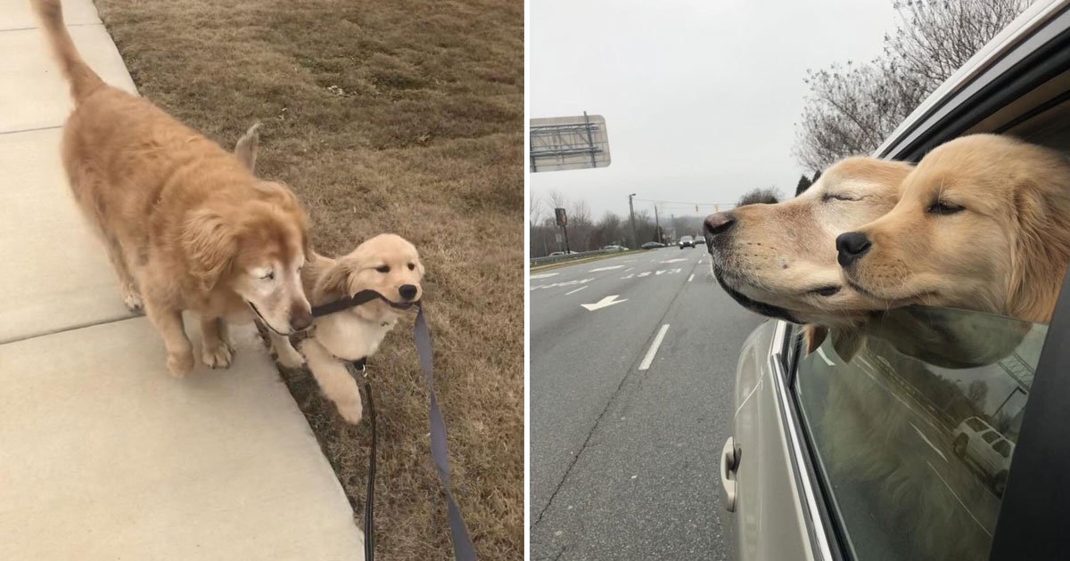blind dog.jpg?resize=1200,630 - 4-Months-Old Dog Uses A Leash To Guide His New Friend Who Is Now Completely Blind